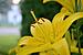 Click image for larger version. 

Name:	yellowflowerweb2.JPG 
Views:	209 
Size:	294.6 KB 
ID:	116777