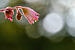 Click image for larger version. 

Name:	pinkflowerweb.jpg 
Views:	503 
Size:	256.7 KB 
ID:	117429
