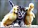 Click image for larger version. 

Name:	35uzuwk00q3tva5.jpg 
Views:	87 
Size:	29.5 KB 
ID:	119870