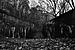 Click image for larger version. 

Name:	DSC_2293_averaged_filtered_bw_800_lancos.jpg 
Views:	258 
Size:	223.9 KB 
ID:	130850