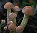Click image for larger version. 

Name:	mushroom 1-1.jpg 
Views:	1260 
Size:	143.7 KB 
ID:	108797