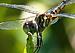Click image for larger version. 

Name:	Dragonfly Myriam2.jpg 
Views:	394 
Size:	117.6 KB 
ID:	121520