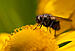 Click image for larger version. 

Name:	flower fly-1.jpg 
Views:	225 
Size:	294.9 KB 
ID:	117013