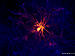 Click image for larger version. 

Name:	neuron.jpg 
Views:	1012 
Size:	193.4 KB 
ID:	18010